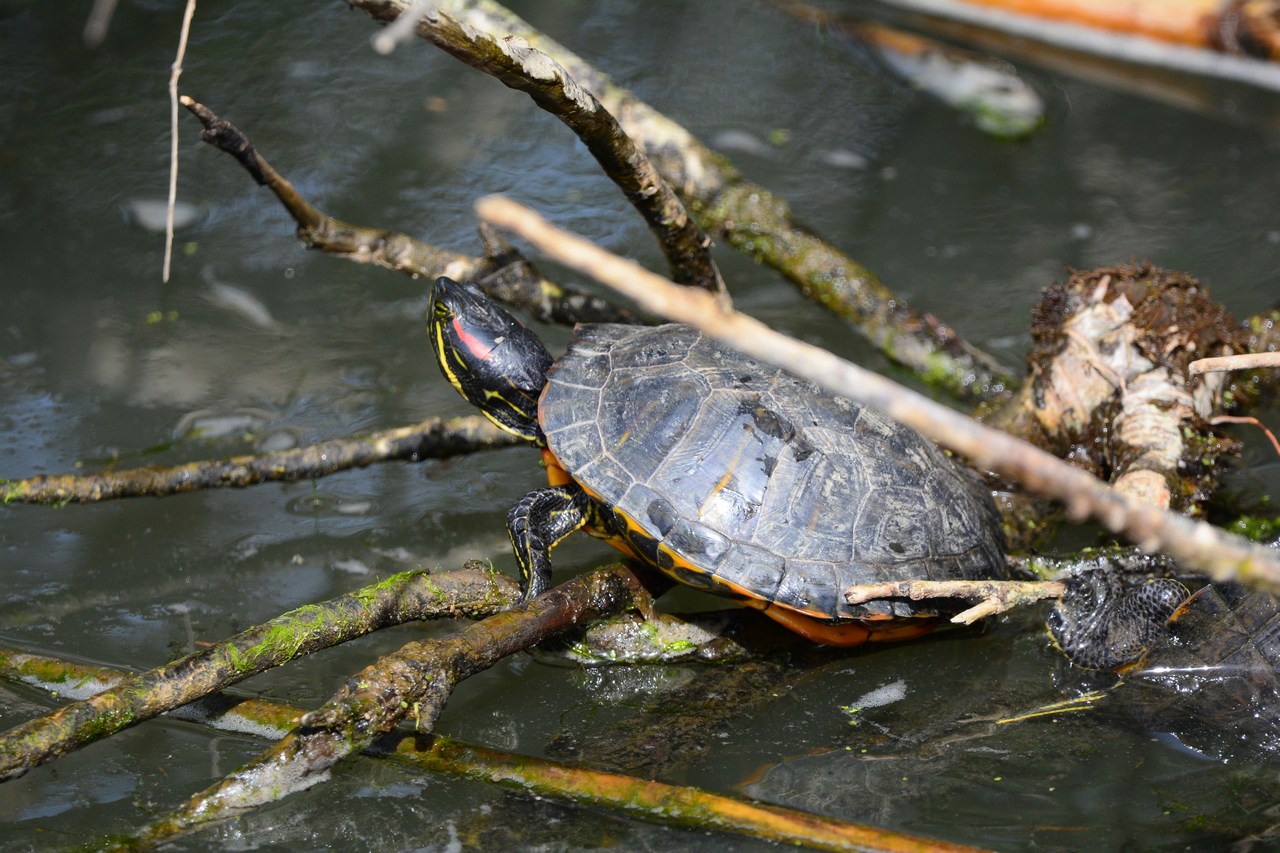 Trachemys scripta elegans